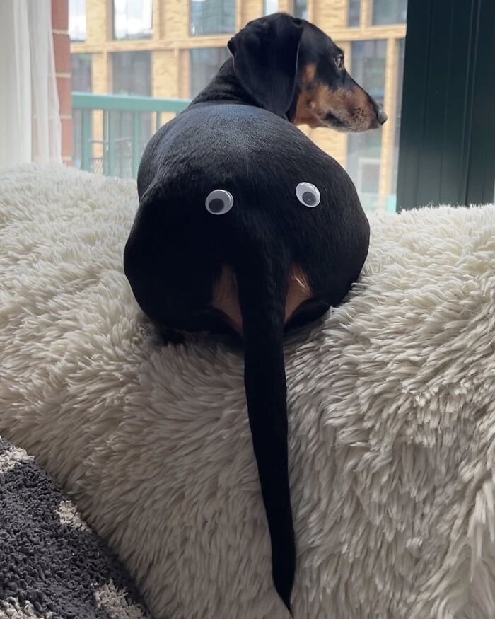 This Page Shared 90 Adorable Dachshund Photos That Are Guaranteed To Make You Smile