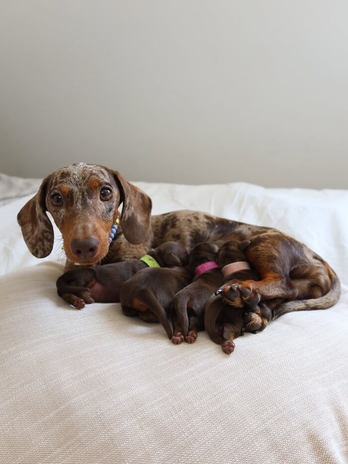 This Page Shared 90 Adorable Dachshund Photos That Are Guaranteed To Make You Smile