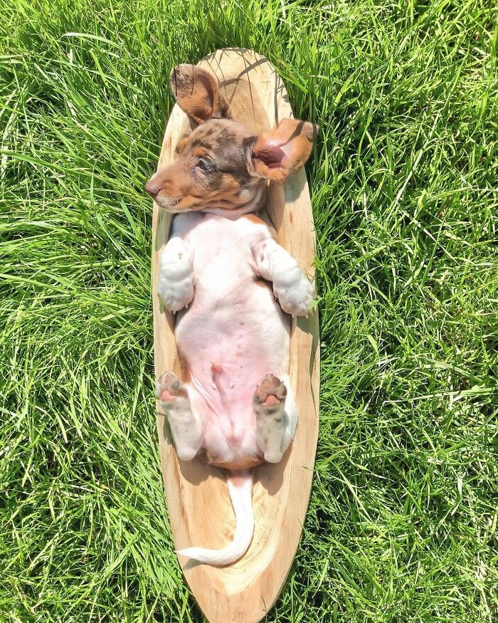 This Page Shared 90 Adorable Dachshund Photos That Are Guaranteed To Make You Smile