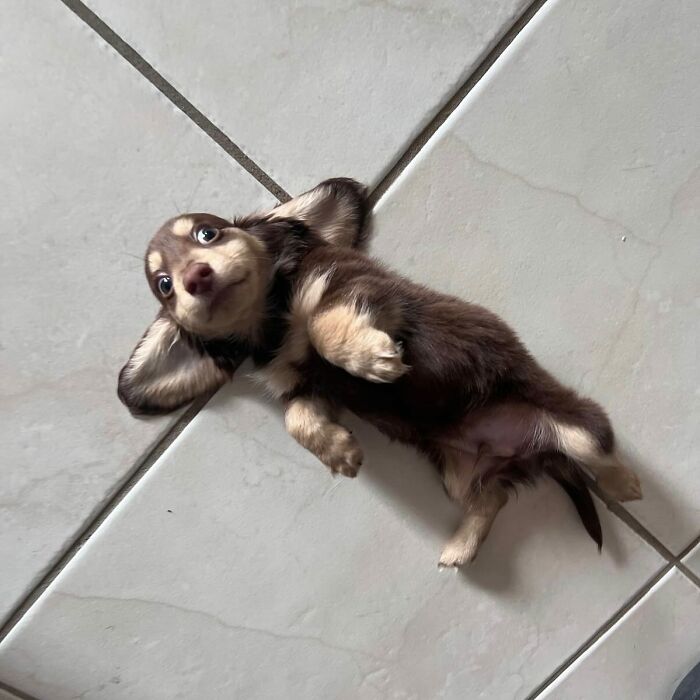 This Page Shared 90 Adorable Dachshund Photos That Are Guaranteed To Make You Smile