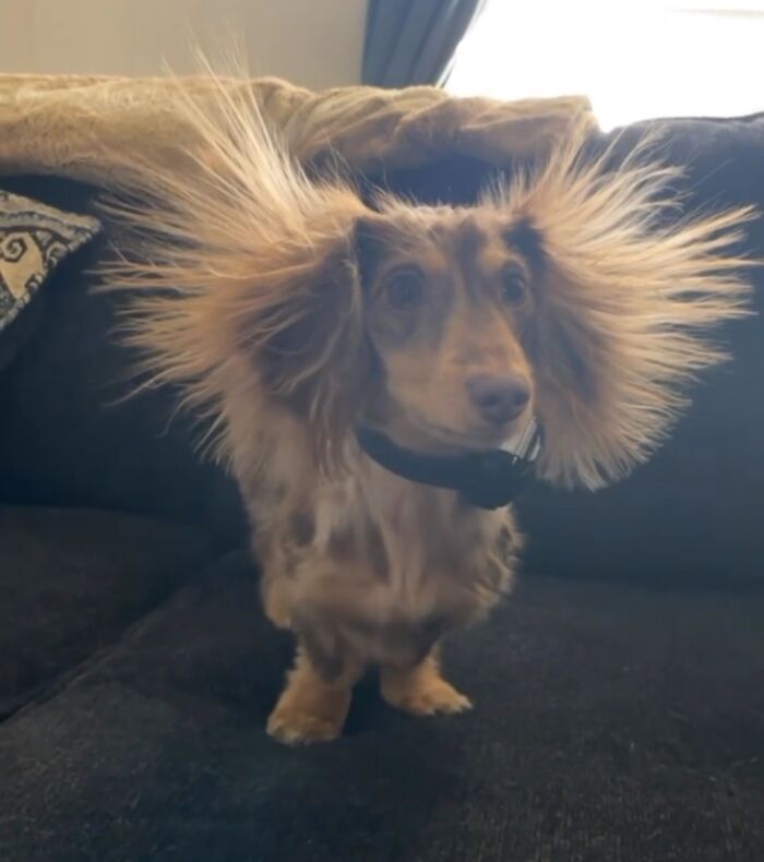 This Page Shared 90 Adorable Dachshund Photos That Are Guaranteed To Make You Smile