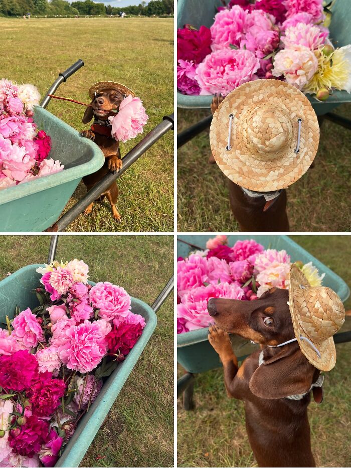 This Page Shared 90 Adorable Dachshund Photos That Are Guaranteed To Make You Smile