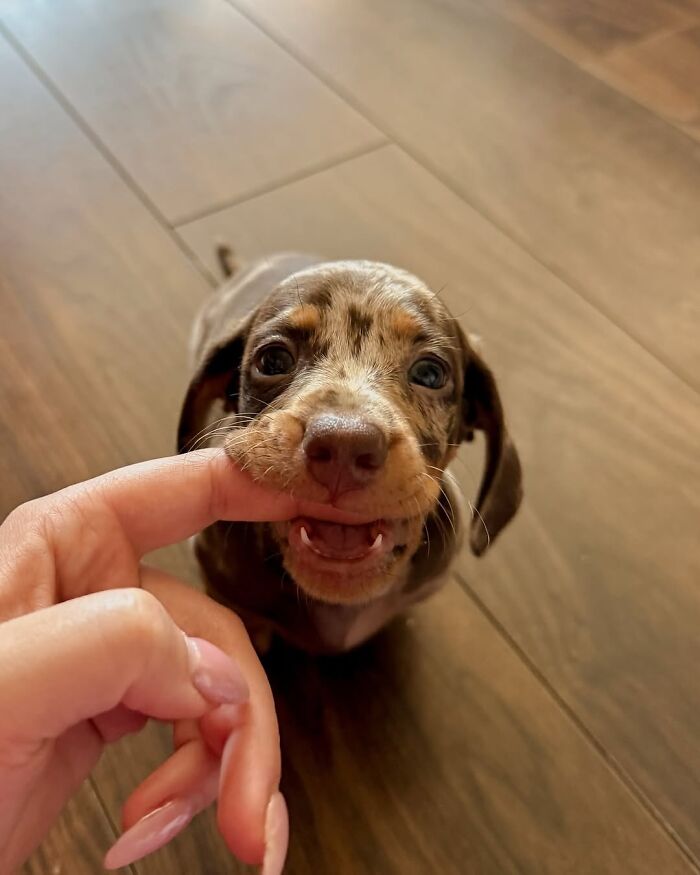 This Page Shared 90 Adorable Dachshund Photos That Are Guaranteed To Make You Smile