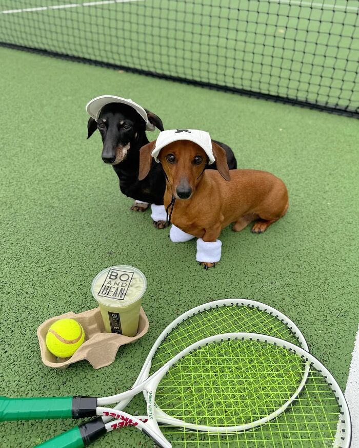 This Page Shared 90 Adorable Dachshund Photos That Are Guaranteed To Make You Smile