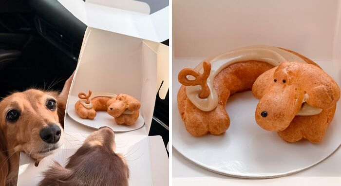 This Page Shared 90 Adorable Dachshund Photos That Are Guaranteed To Make You Smile