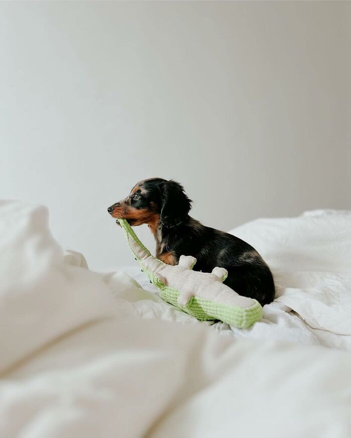 This Page Shared 90 Adorable Dachshund Photos That Are Guaranteed To Make You Smile
