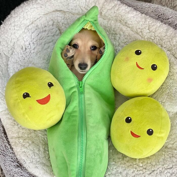 This Page Shared 90 Adorable Dachshund Photos That Are Guaranteed To Make You Smile