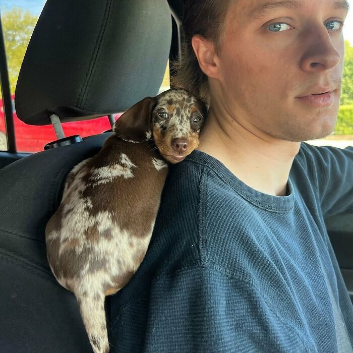 This Page Shared 90 Adorable Dachshund Photos That Are Guaranteed To Make You Smile