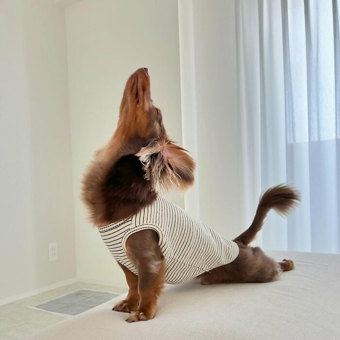 This Page Shared 90 Adorable Dachshund Photos That Are Guaranteed To Make You Smile