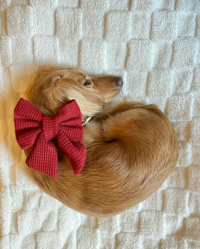 This Page Shared 90 Adorable Dachshund Photos That Are Guaranteed To Make You Smile
