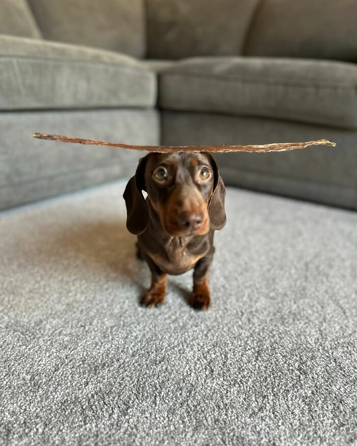 This Page Shared 90 Adorable Dachshund Photos That Are Guaranteed To Make You Smile