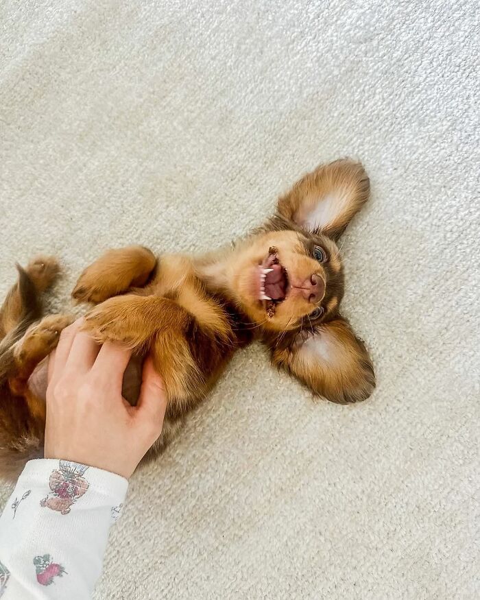 This Page Shared 90 Adorable Dachshund Photos That Are Guaranteed To Make You Smile