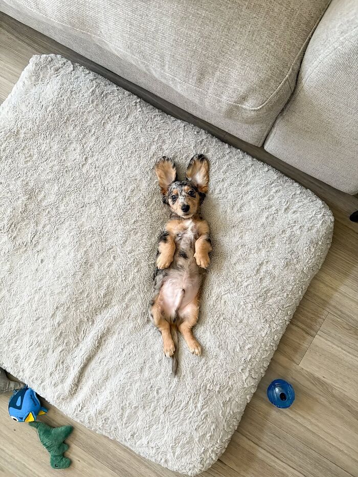 This Page Shared 90 Adorable Dachshund Photos That Are Guaranteed To Make You Smile