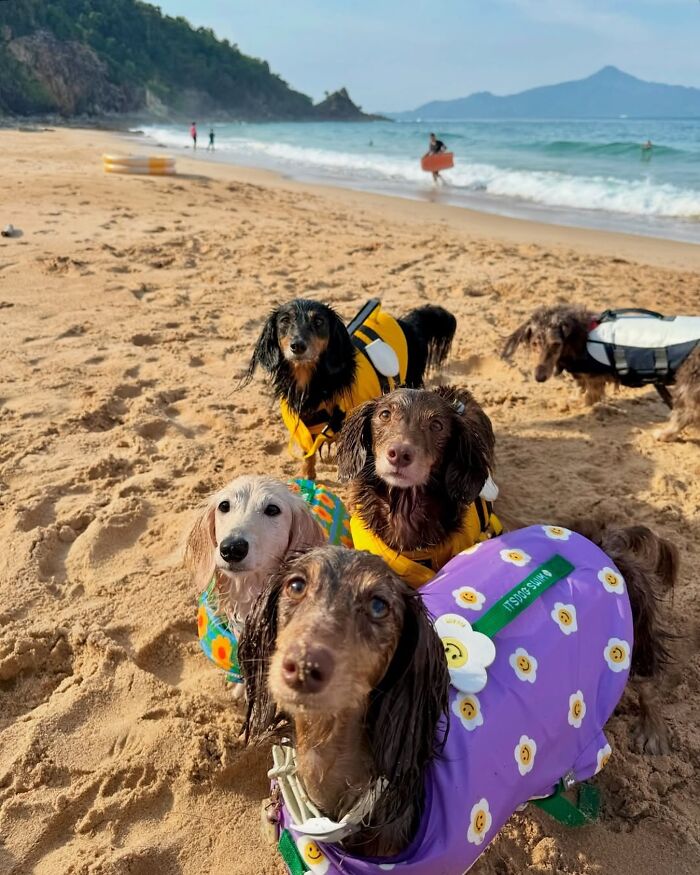 This Page Shared 90 Adorable Dachshund Photos That Are Guaranteed To Make You Smile