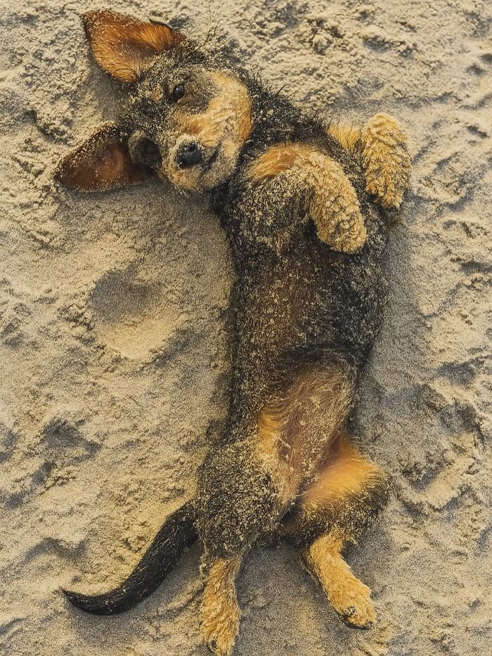 This Page Shared 90 Adorable Dachshund Photos That Are Guaranteed To Make You Smile