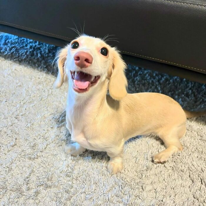 This Page Shared 90 Adorable Dachshund Photos That Are Guaranteed To Make You Smile