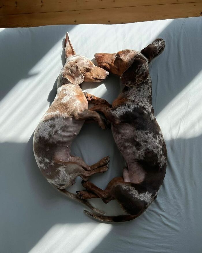 This Page Shared 90 Adorable Dachshund Photos That Are Guaranteed To Make You Smile