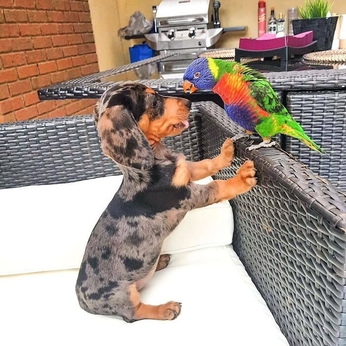 This Page Shared 90 Adorable Dachshund Photos That Are Guaranteed To Make You Smile