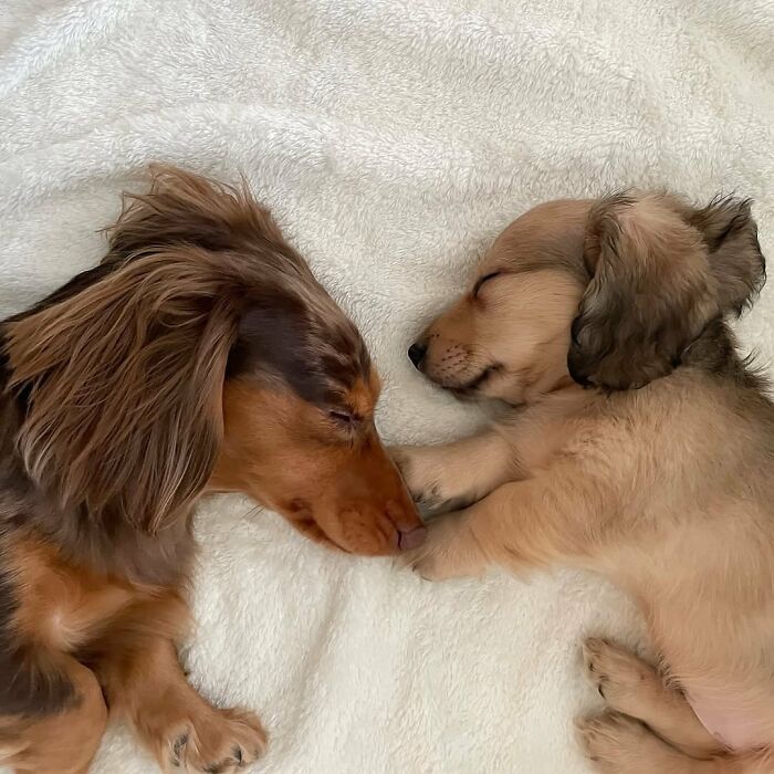 This Page Shared 90 Adorable Dachshund Photos That Are Guaranteed To Make You Smile