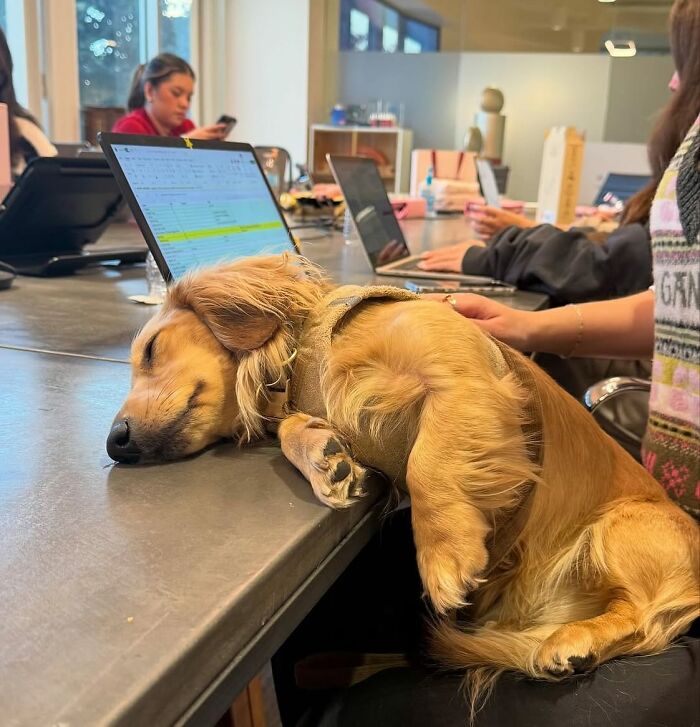 This Page Shared 90 Adorable Dachshund Photos That Are Guaranteed To Make You Smile