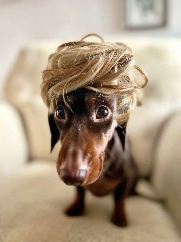 This Page Shared 90 Adorable Dachshund Photos That Are Guaranteed To Make You Smile