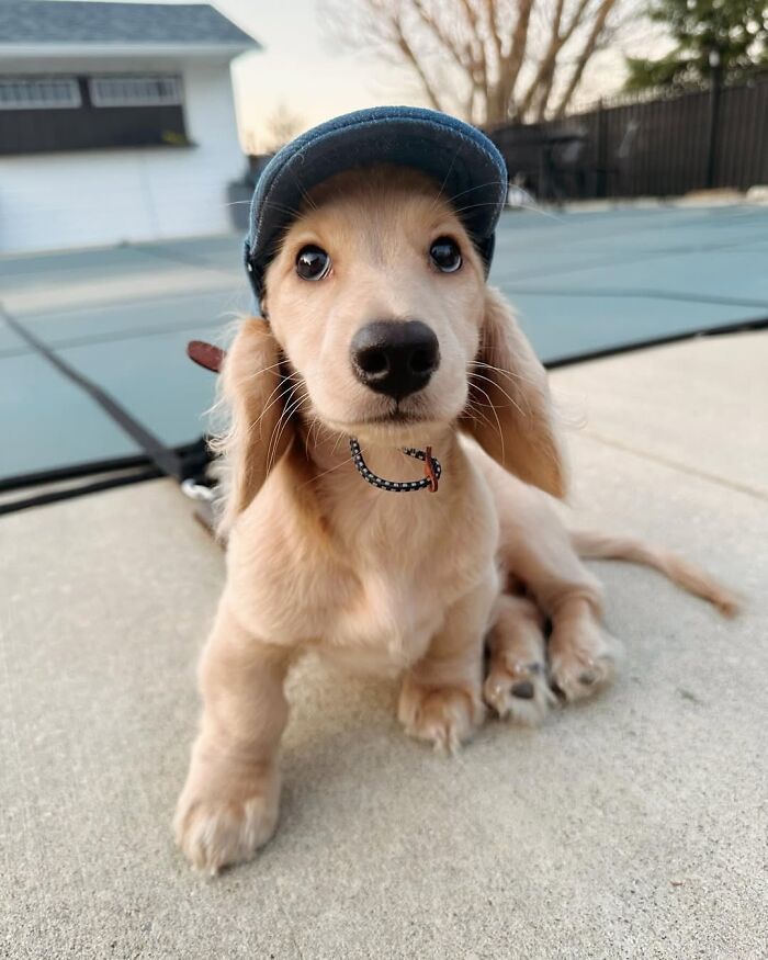 This Page Shared 90 Adorable Dachshund Photos That Are Guaranteed To Make You Smile