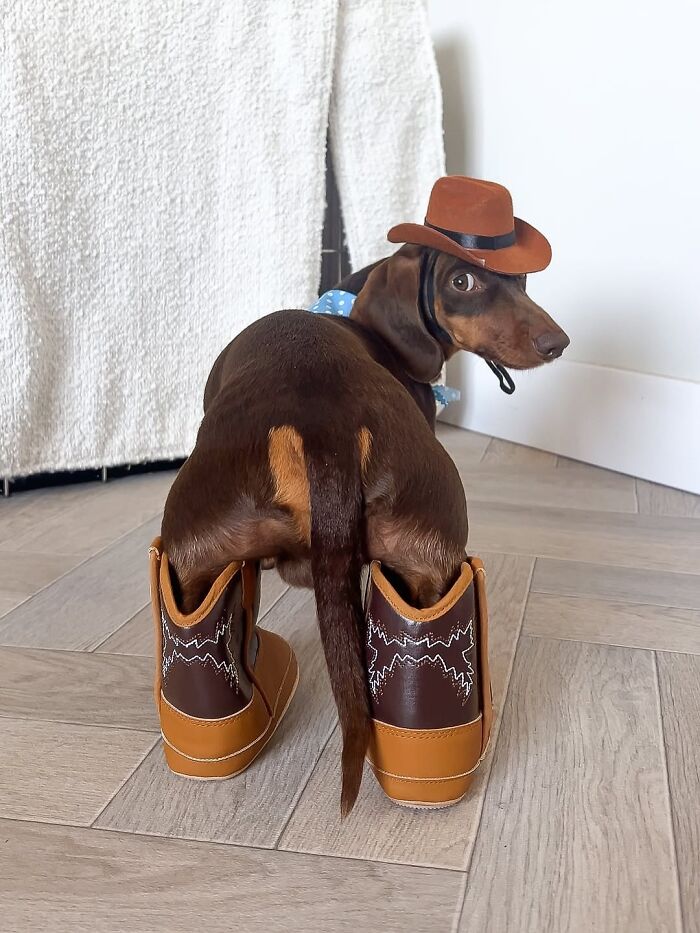 This Page Shared 90 Adorable Dachshund Photos That Are Guaranteed To Make You Smile