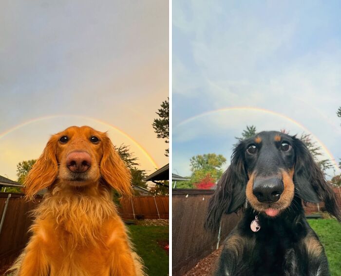 This Page Shared 90 Adorable Dachshund Photos That Are Guaranteed To Make You Smile