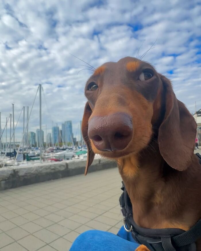 This Page Shared 90 Adorable Dachshund Photos That Are Guaranteed To Make You Smile