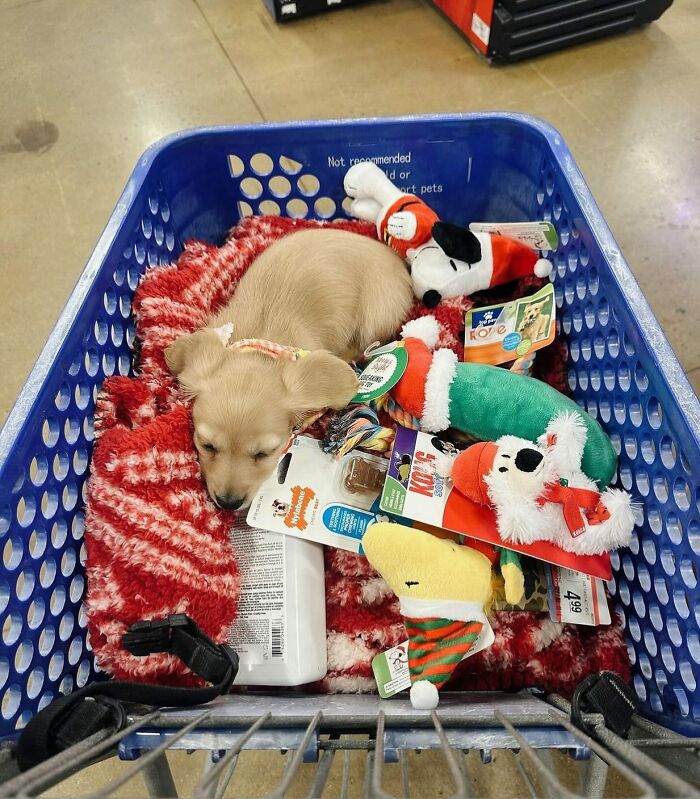 This Page Shared 90 Adorable Dachshund Photos That Are Guaranteed To Make You Smile