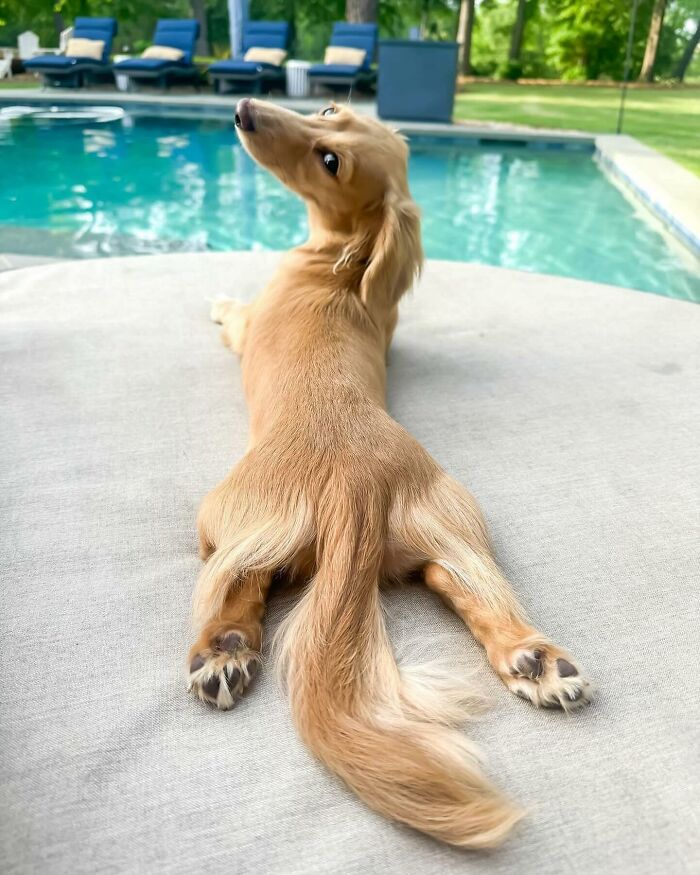 This Page Shared 90 Adorable Dachshund Photos That Are Guaranteed To Make You Smile