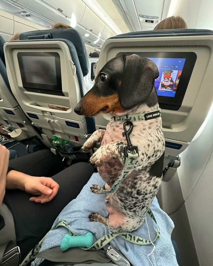 This Page Shared 90 Adorable Dachshund Photos That Are Guaranteed To Make You Smile