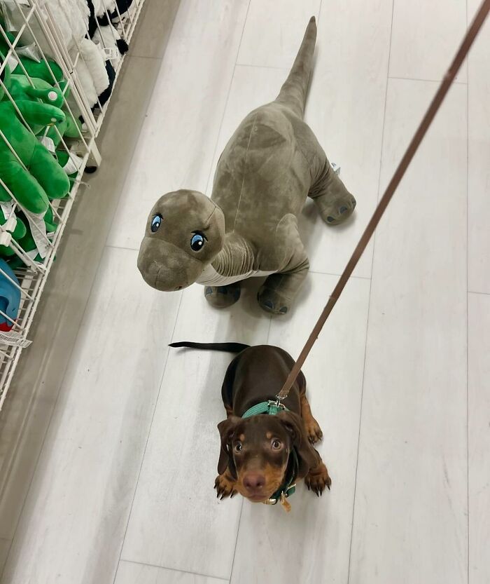 This Page Shared 90 Adorable Dachshund Photos That Are Guaranteed To Make You Smile
