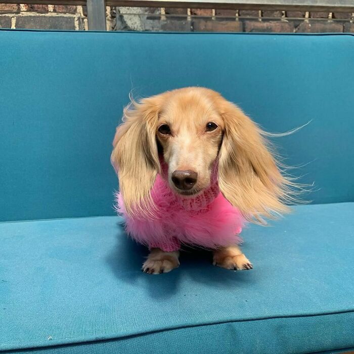 This Page Shared 90 Adorable Dachshund Photos That Are Guaranteed To Make You Smile