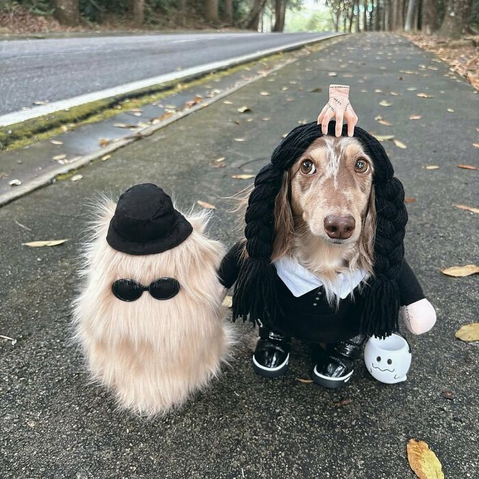 This Page Shared 90 Adorable Dachshund Photos That Are Guaranteed To Make You Smile