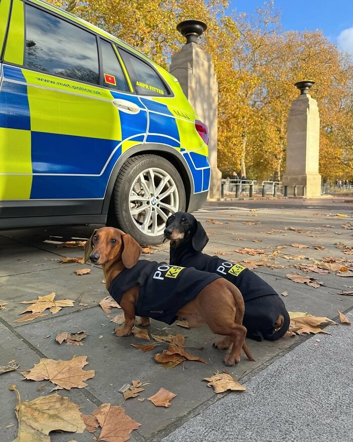 This Page Shared 90 Adorable Dachshund Photos That Are Guaranteed To Make You Smile