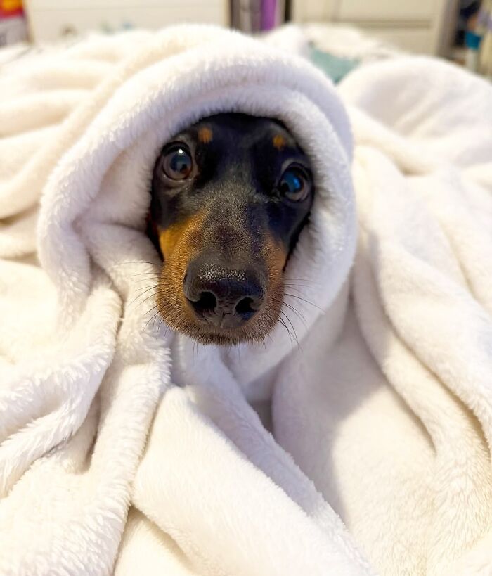This Page Shared 90 Adorable Dachshund Photos That Are Guaranteed To Make You Smile