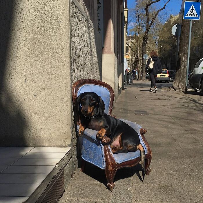 This Page Shared 90 Adorable Dachshund Photos That Are Guaranteed To Make You Smile