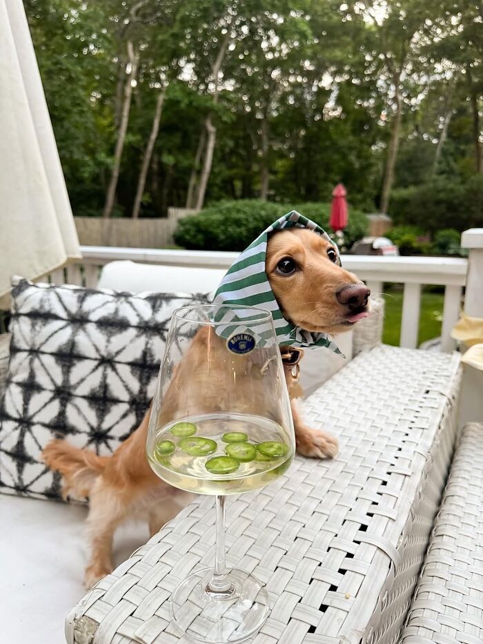 This Page Shared 90 Adorable Dachshund Photos That Are Guaranteed To Make You Smile