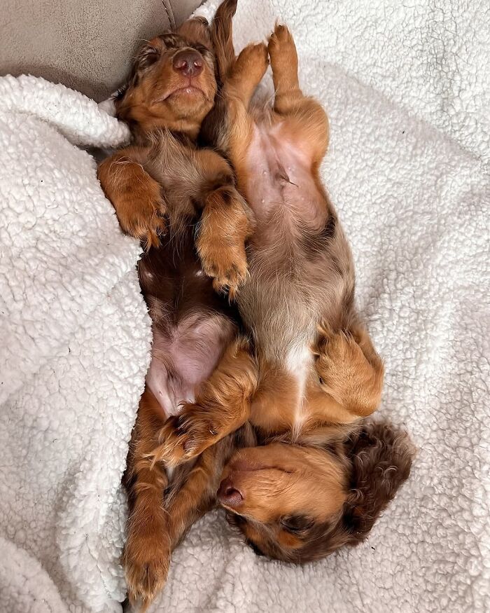 This Page Shared 90 Adorable Dachshund Photos That Are Guaranteed To Make You Smile