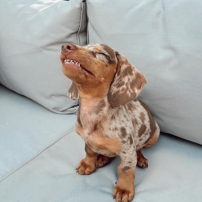 This Page Shared 90 Adorable Dachshund Photos That Are Guaranteed To Make You Smile