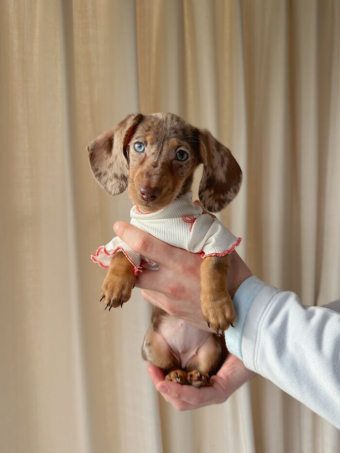 This Page Shared 90 Adorable Dachshund Photos That Are Guaranteed To Make You Smile