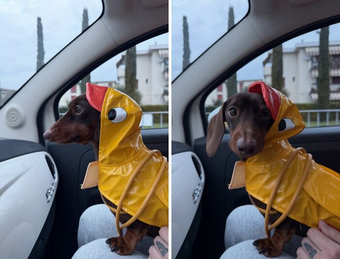 This Page Shared 90 Adorable Dachshund Photos That Are Guaranteed To Make You Smile