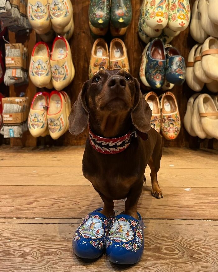 This Page Shared 90 Adorable Dachshund Photos That Are Guaranteed To Make You Smile