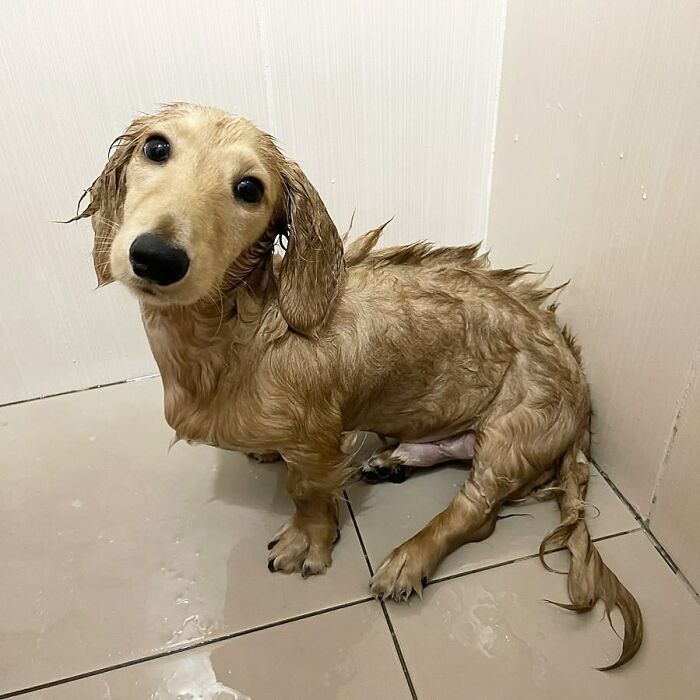 This Page Shared 90 Adorable Dachshund Photos That Are Guaranteed To Make You Smile