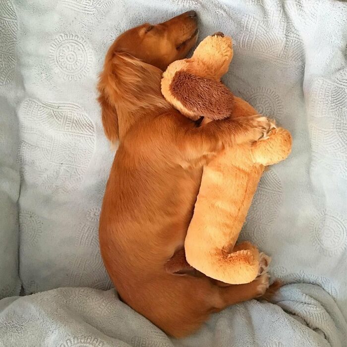 This Page Shared 90 Adorable Dachshund Photos That Are Guaranteed To Make You Smile