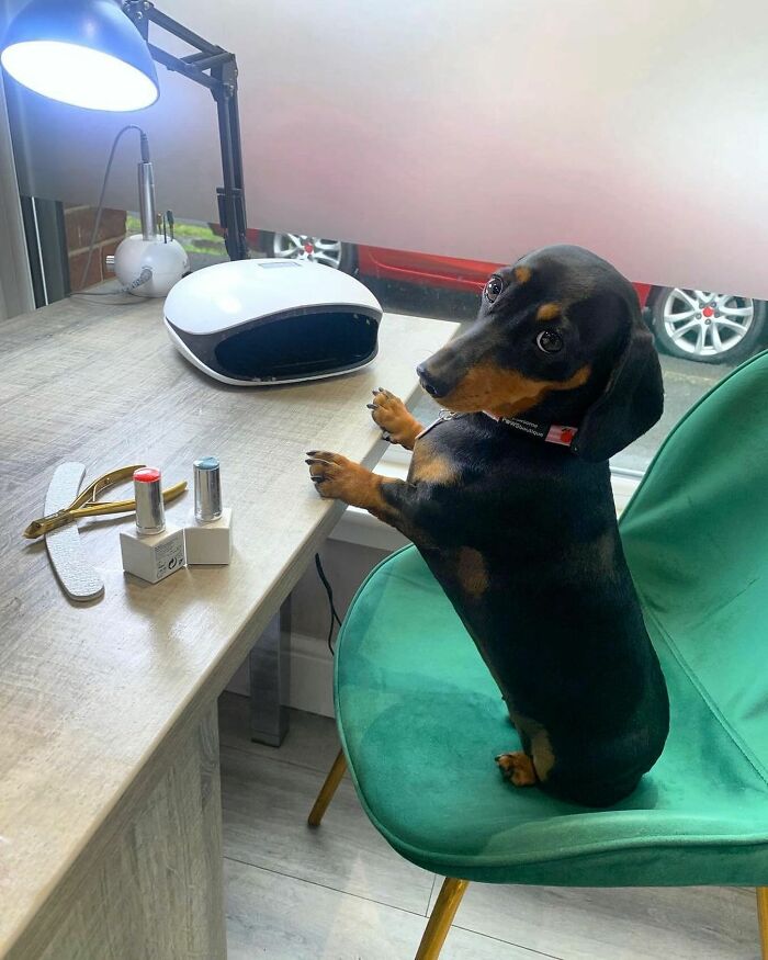 This Page Shared 90 Adorable Dachshund Photos That Are Guaranteed To Make You Smile