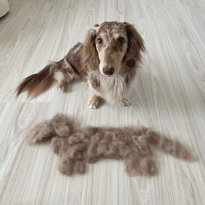 This Page Shared 90 Adorable Dachshund Photos That Are Guaranteed To Make You Smile