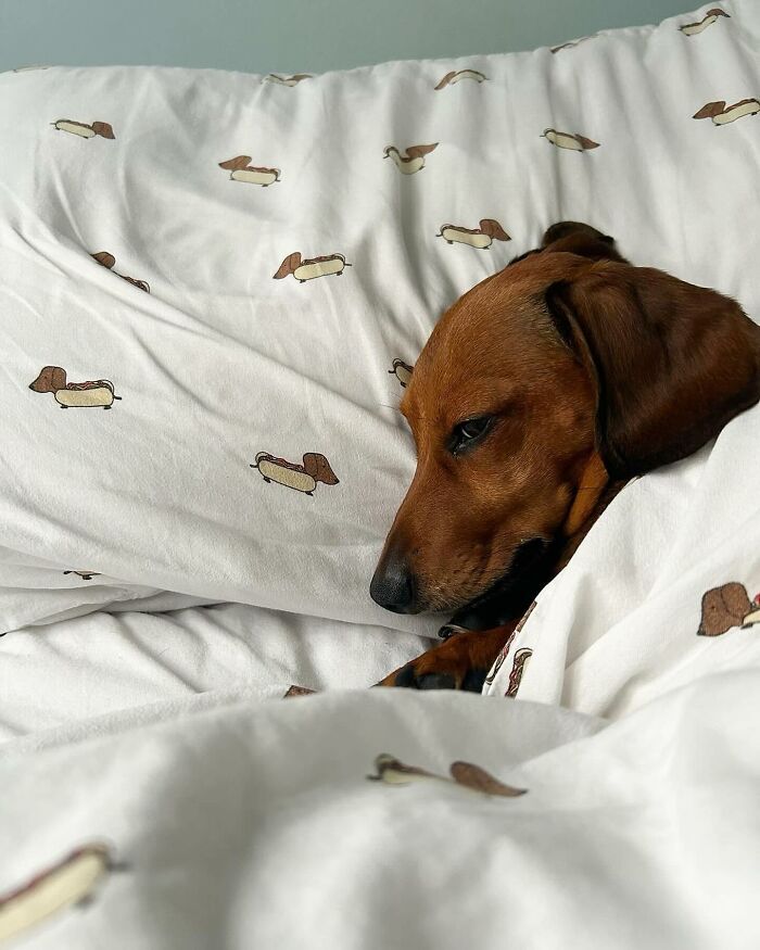 This Page Shared 90 Adorable Dachshund Photos That Are Guaranteed To Make You Smile