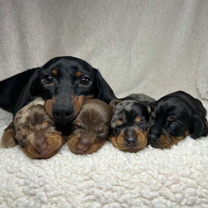 This Page Shared 90 Adorable Dachshund Photos That Are Guaranteed To Make You Smile